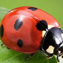 100 pics Spots Or Stripes answers Ladybug