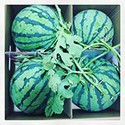 100 pics Spots Or Stripes answers Watermelon