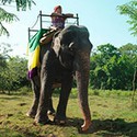 100 pics Vacation answers Elephant Ride