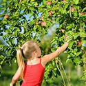 100 pics Vacation answers Fruit Picking