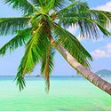 100 pics Vacation answers Palm Tree