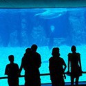 100 pics Vacation answers Aquarium