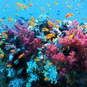100 pics Vacation answers Coral Reef