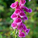 100 pics X Is In answers Foxglove