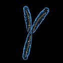 100 pics Y Is For answers Y Chromosome