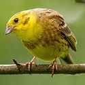 100 pics Y Is For answers Yellowhammer